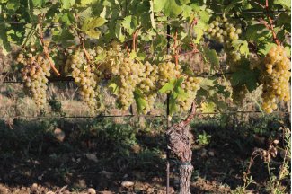 vino